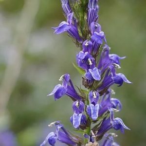 Great Blue Lobelia - Lobelia siphilitica