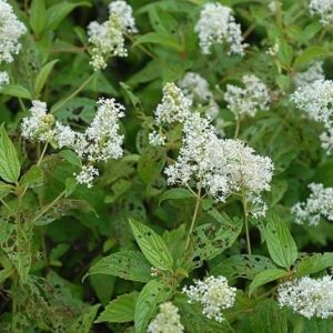 New Jersey Tea - Cenaothus americanus