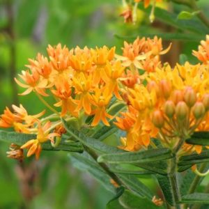 Butterfly Weed -  Asclepias tuberosa