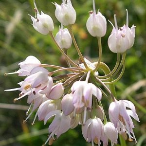 Nodding Onion - Allium cernuum