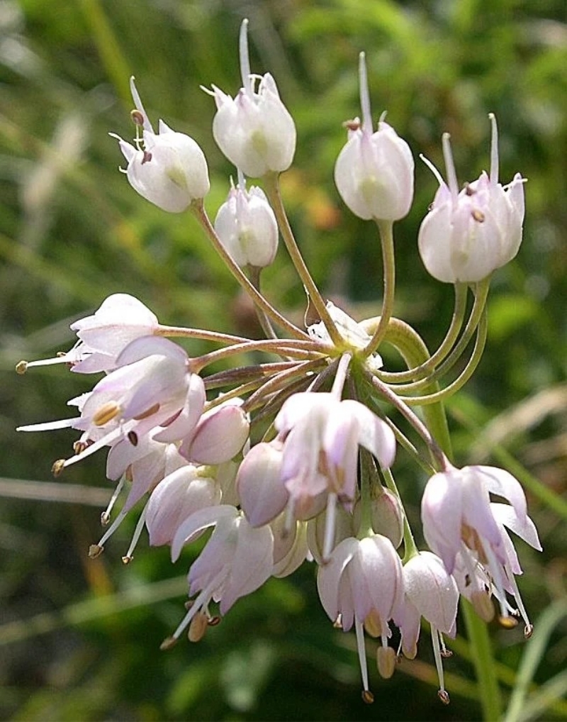 Nodding Onion - Allium cernuum