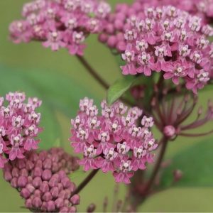 Rose Milkweed - Asclepias incarnata