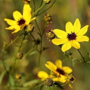 Tall Coreopsis - Coreopsis tripteris