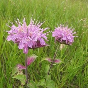Wild Bergamot, Bee Balm - Monarda fistulosa