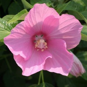 Swamp Rose Mallow - Hibiscus moscheutos