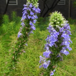 Great Blue Lobelia - Lobelia siphilitica