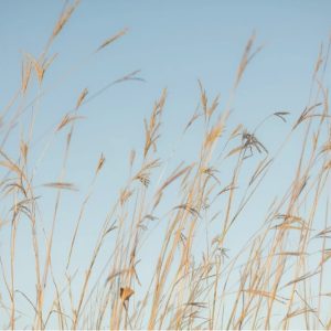 Big Bluestem Grass - Andropogon gerardii