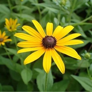 Black-eyed Susan - Rudbeckia hirta