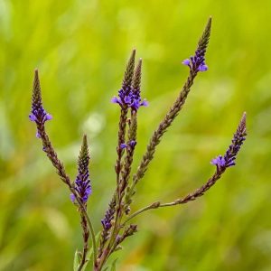 Blue Vervain - Verbena hastata