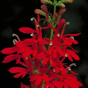 Cardinal Flower - Lobelia cardinalis