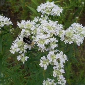Common Mountain Mint - Pycnanthemum virginianum