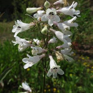 Foxglove Beard-tongue - Penstemon digitalis