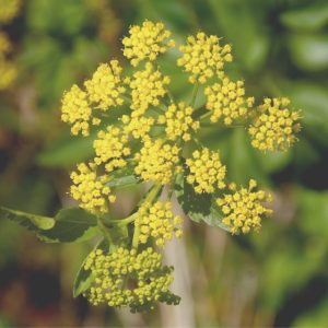 Golden Alexander - Zizia aurea