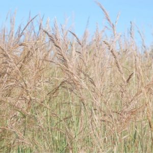 Indian Grass – Sorghastrum nutans