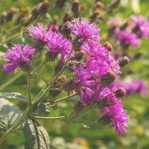 Ironweed - Vernonia arkansana