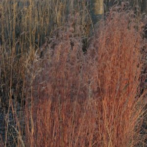 Little Bluestem Grass - Schizachyrium scoparium