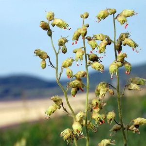 Prairie Alumroot - Heuchera richardsonii