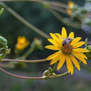 Prairie Dock - Silphium terbinthinaceum