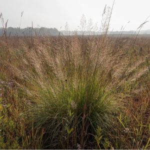 Prairie Dropseed – Sporobolus heterolepis