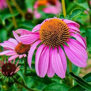 Purple coneflower - Echinacea purpurea