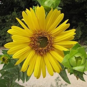 Rosin Weed - Silphium integrifolium