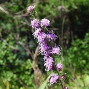 Rough Blazing Star - Liatris aspera