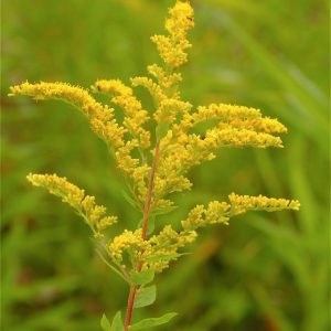 Showy Goldenrod - Solidago speciosa
