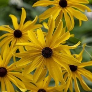Sweet Black Eyed Susan (Coneflower) - Rudbeckia subtomentosa
