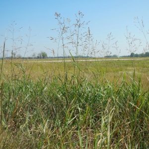 Switch Grass – Panicum virgatum