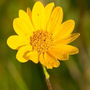 Western Sunflower - Helianthus occidentalis