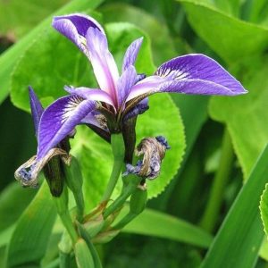 Wild Blue Flag Iris - Iris versicolor