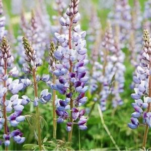 Wild Lupine - Lupinus perennis