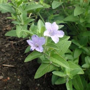 Wild Petunia - Ruellia humilis