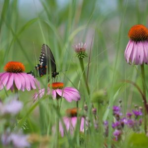 Purple coneflower - Echinacea purpurea