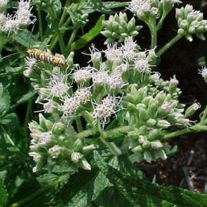 Boneset –  Eupatorium perfoliatum