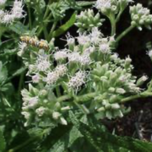 Boneset –  Eupatorium perfoliatum