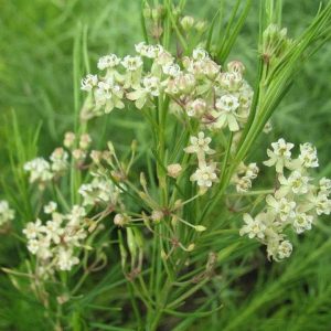 Whorled milkweed – Asclepias verticillata