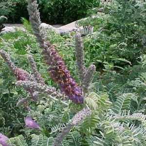 Lead plant – Amorpha canescens