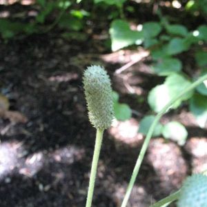 Thimbleweed – Anemone cylindrica