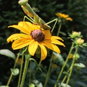 Showy coneflower – Rudbeckia fulgida