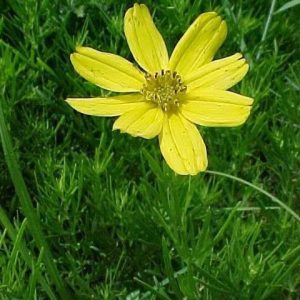 Prairie coreopsis – Coreopsis palmata
