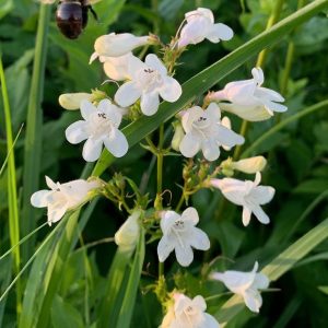 Hairy Beardtongue – Penstemon hirsutus