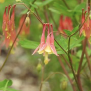Columbine –  Aquilegia canadensis