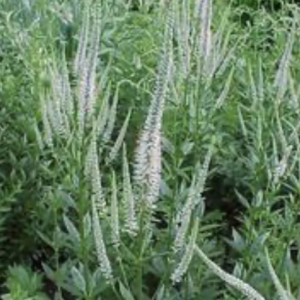 Culver's root - Veronicastrum virginicum