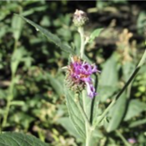 Ironweed (Missouri) – Vernonia missurica