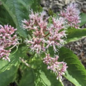 Joe Pye weed – Eutrochium maculatum