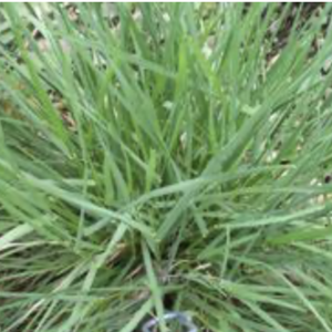 Prairie junegrass – Koeleria macrantha