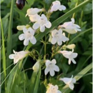 Hairy Beardtongue – Penstemon hirsutus