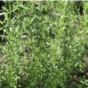 Hyssop – Hyssopus officinalis