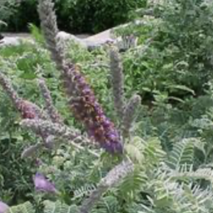 Lead plant – Amorpha canescens